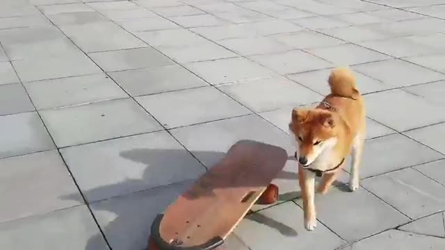 SkateDog 17