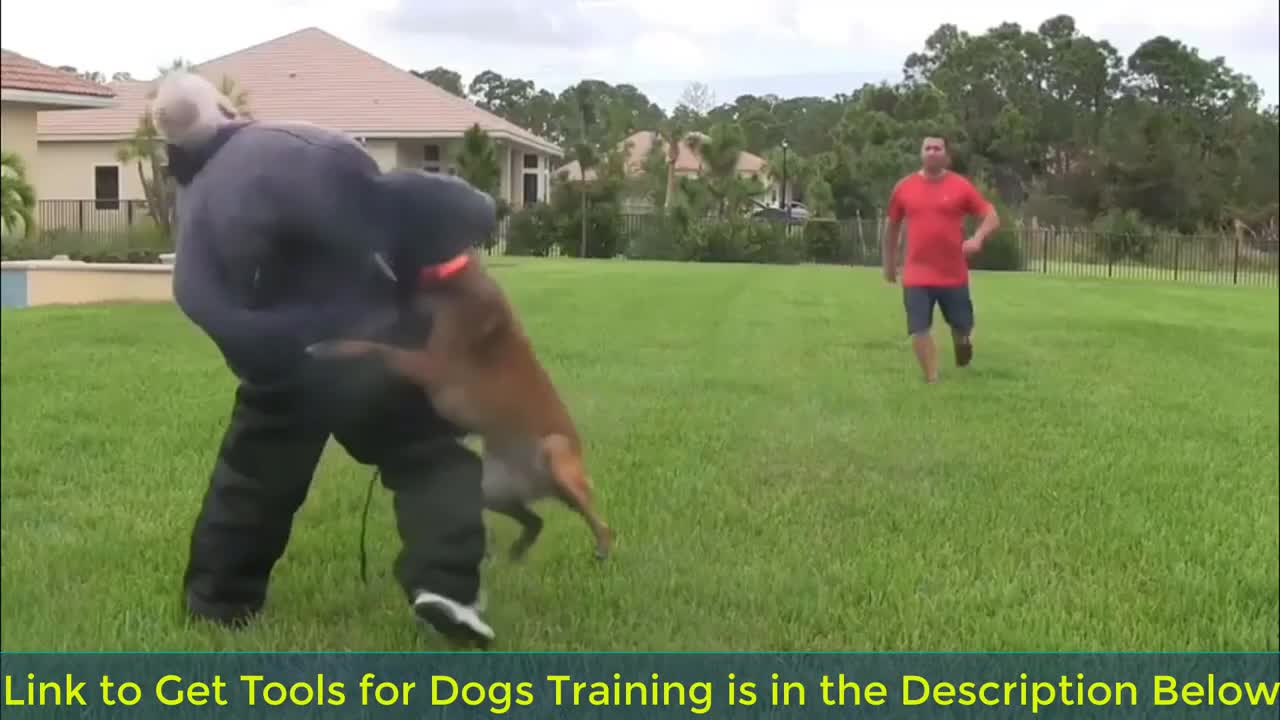 How To Make Dog Become Fully Aggressive | Dog Training Trick