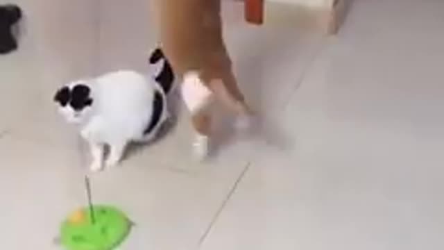Most viral funny vedio of animal