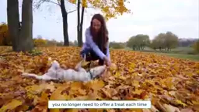 Dog Training Tricks