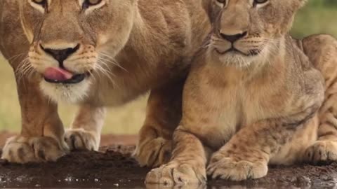 Mother protects her cub while he drinks water