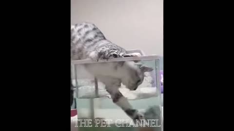 This Cat Is A Fisher So Funny