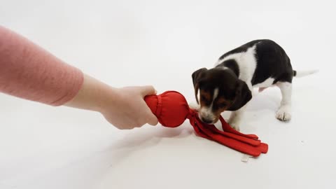 Beagle Playing With A Toy
