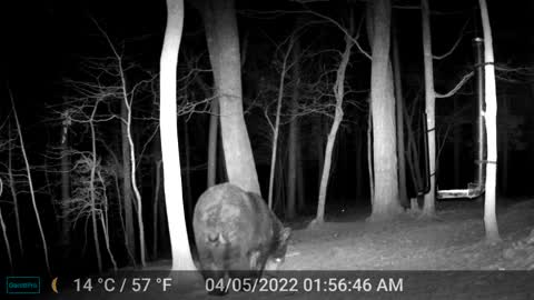 The Woods - 04/05/2022 Bear