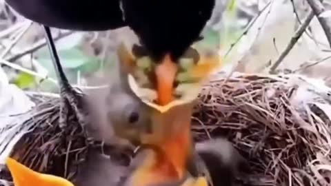 mother bird feeding child