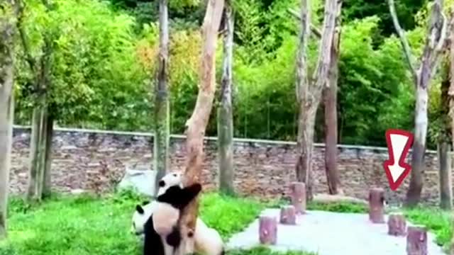 Two pandas are playing.