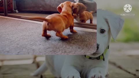 The reaction of a dog that sees itself in the mirror for the first time