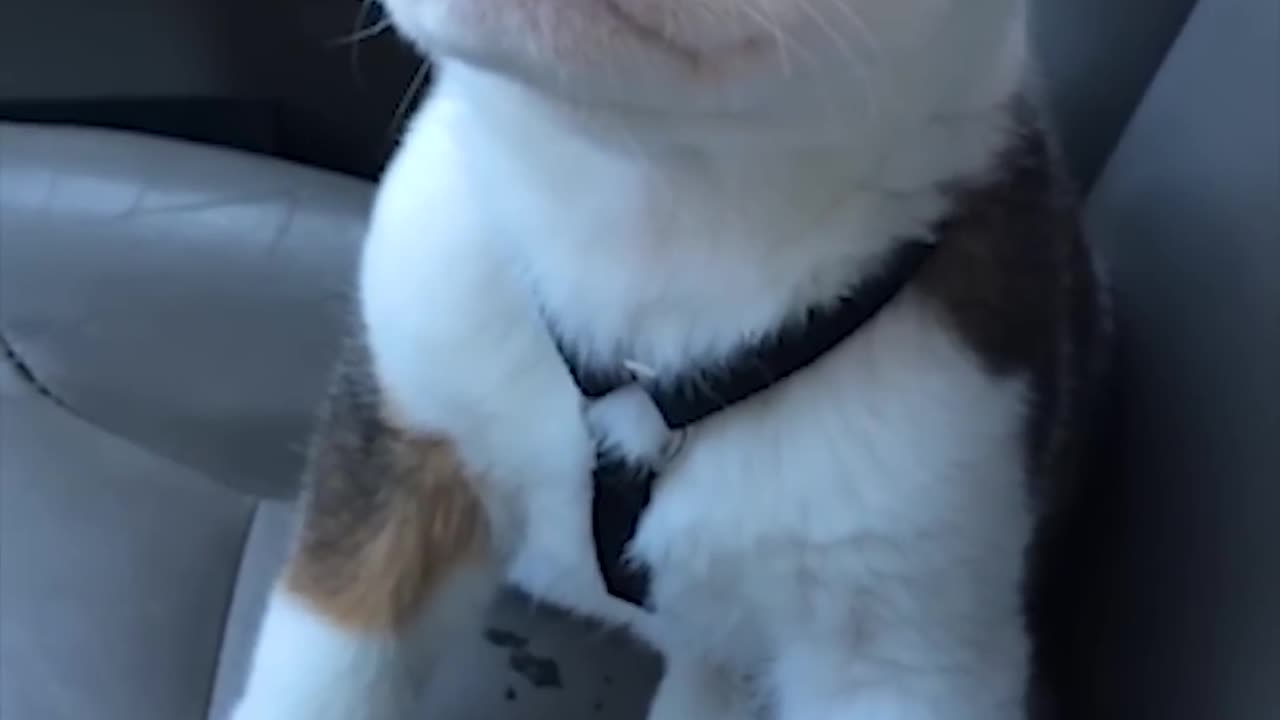 Cute puppy starts barking♥️