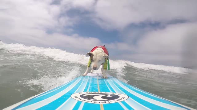 Pitbull Surfs the California Coast