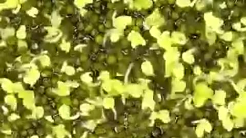 Planting Tricks - Corn Sprouts Tomatoes