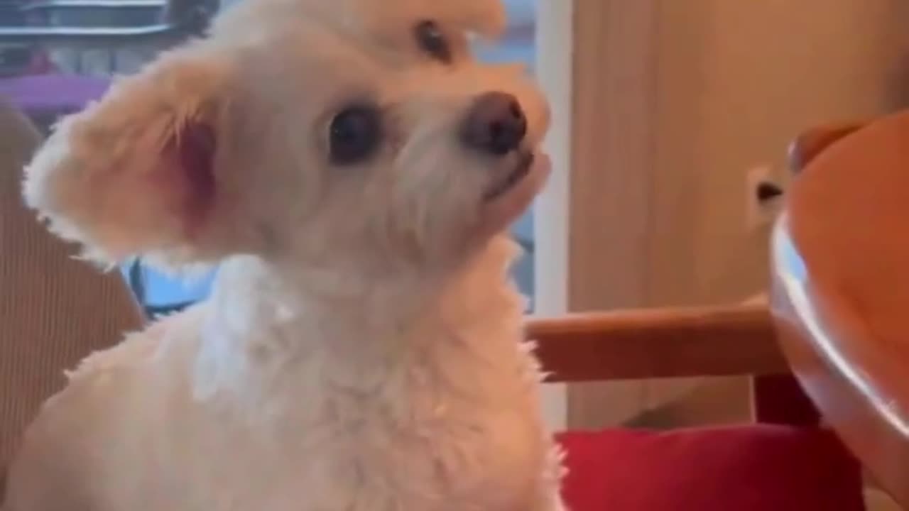 Tiny Dog’s Ears Perk Up When It Hears Its Favorite Words! 🐾💖