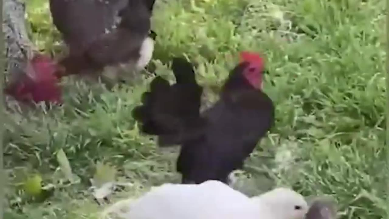 Funny animal video of day 3