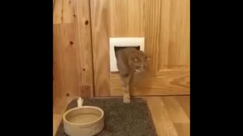 Funniest Cats 😹 - Don't try to hold back Laughter 😂 - Funny Cats Life