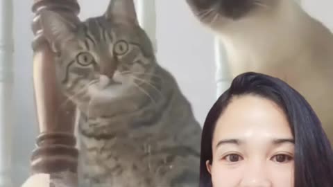 Cat funny moment