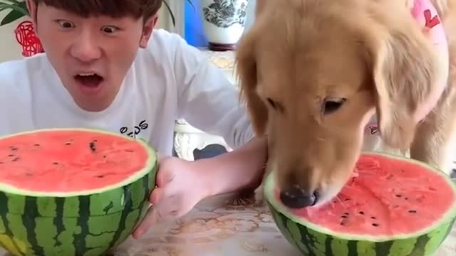 DOG CAN EAT FASTER