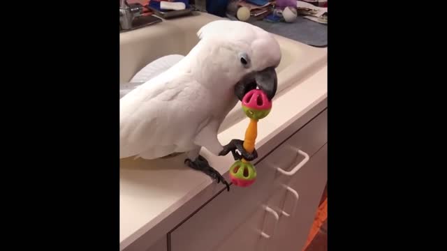 The parrot plays rattles