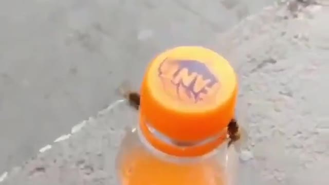 Video of bees working together to open a Fanta bottle