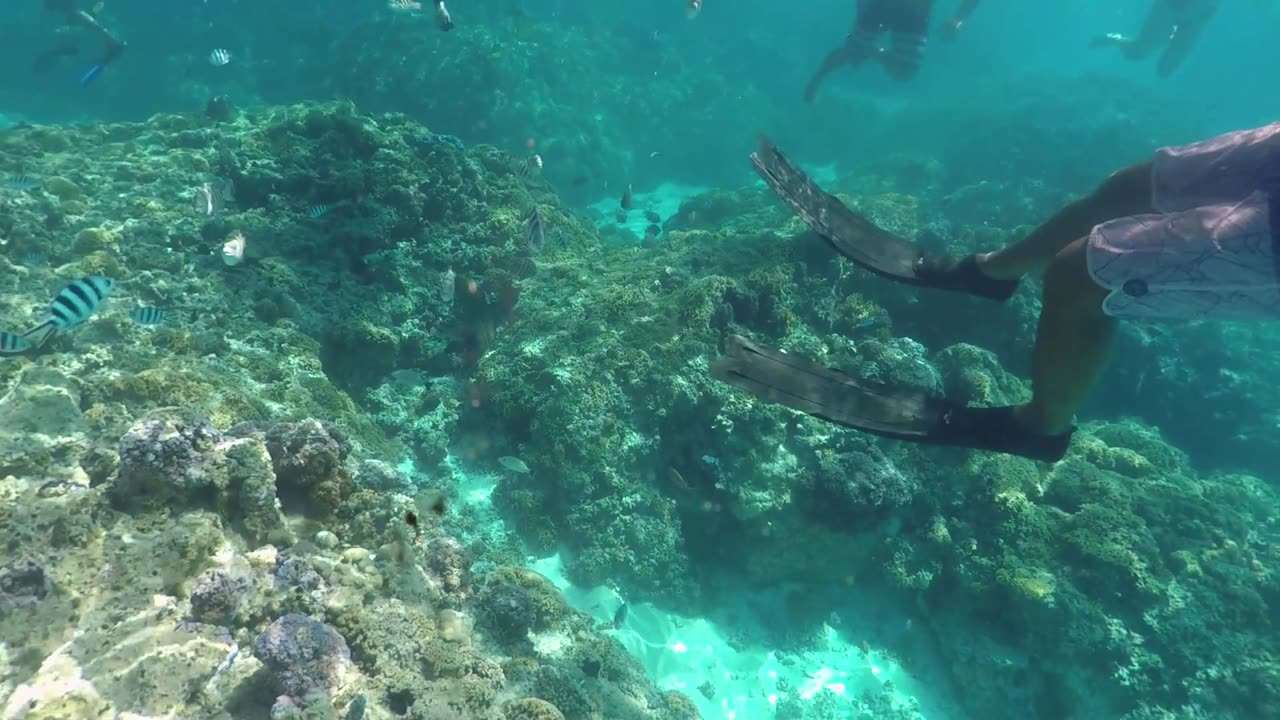 Snorkeling on Bora Bora