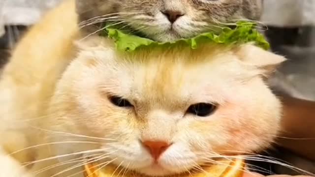 I like to keep cats, if you really want to keep it
