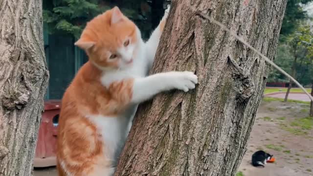 Cute cat with piano, Funny cat, cute pets