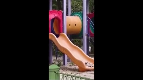 Funniest Animals you will laugh