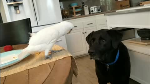 Cockatoo Eggs Feeds Dog,