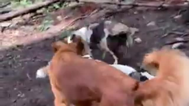 funny animal videos#shorts #doglovers #petstagram