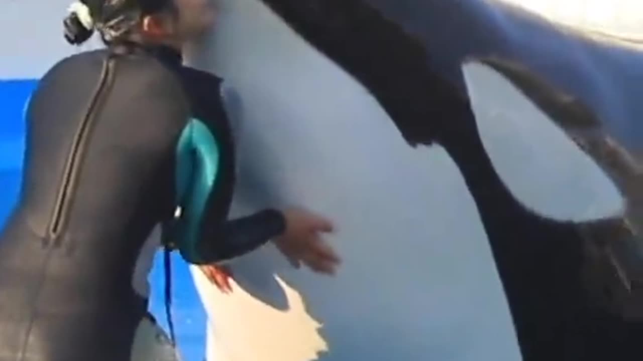 Epic Dolphin & Orca Show Highlights!