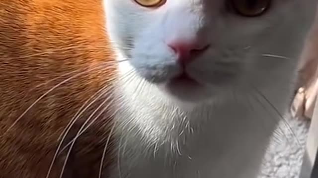 Funny Animal Videos 2022 😂 - Funniest Cats And Dogs Videos 😺😍 #53