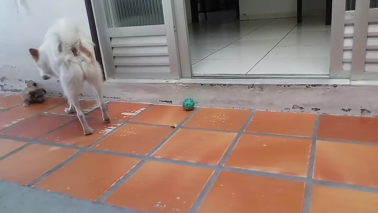 little dog playing