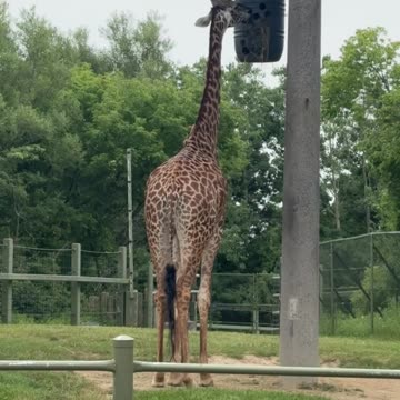 Toronto zoo giraffes take two