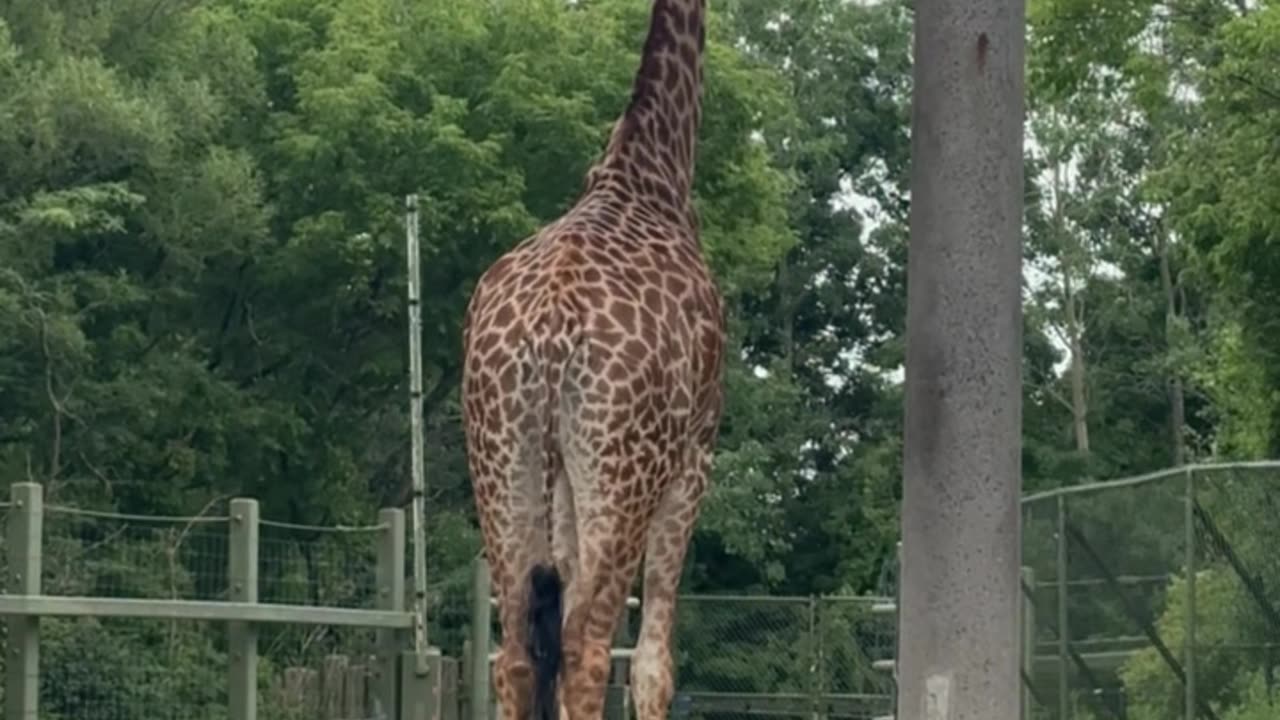 Toronto zoo giraffes take two