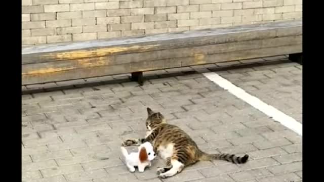 Street cat's reaction to a toy puppy