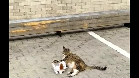 Street cat's reaction to a toy puppy