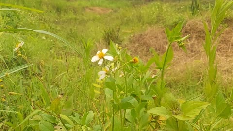 the beauty of wild flowers