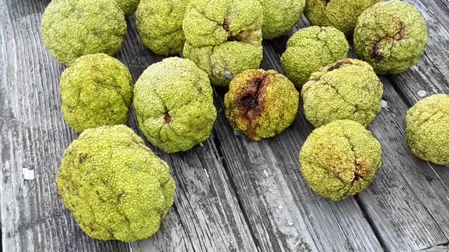 Made in the USA The "Osage Orange or Hedge Apple" tree.