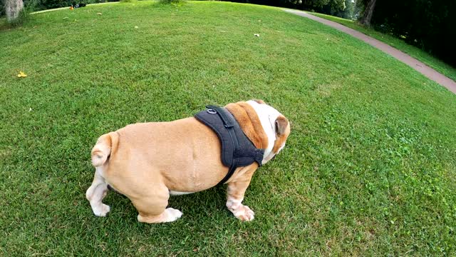 Video of Dog Rolling on the Grass