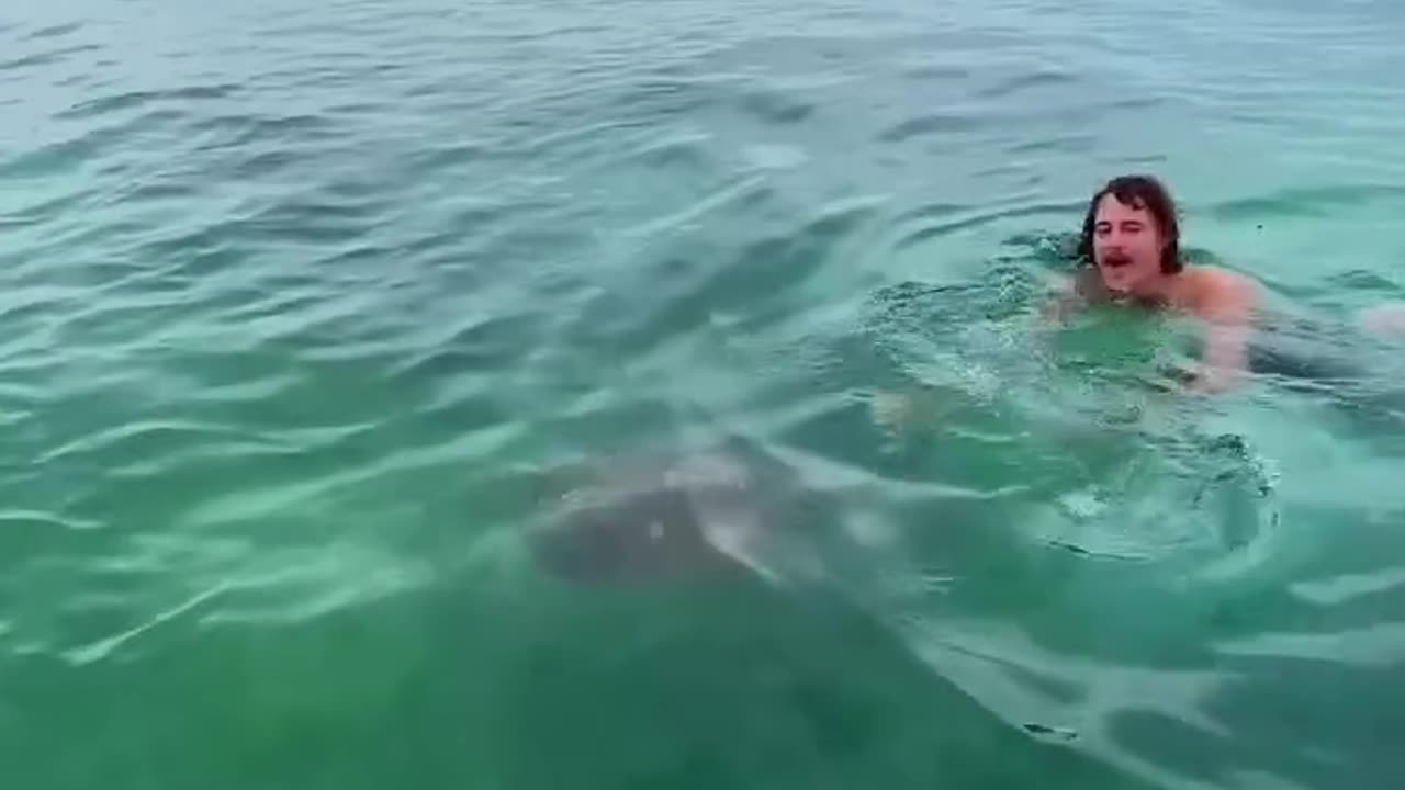 Rescue turtle