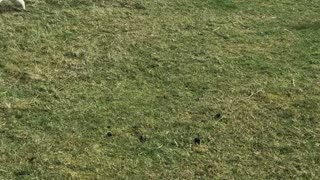 Barry the Sheep Playing Chase with Roy the Dog