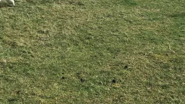 Barry the Sheep Playing Chase with Roy the Dog