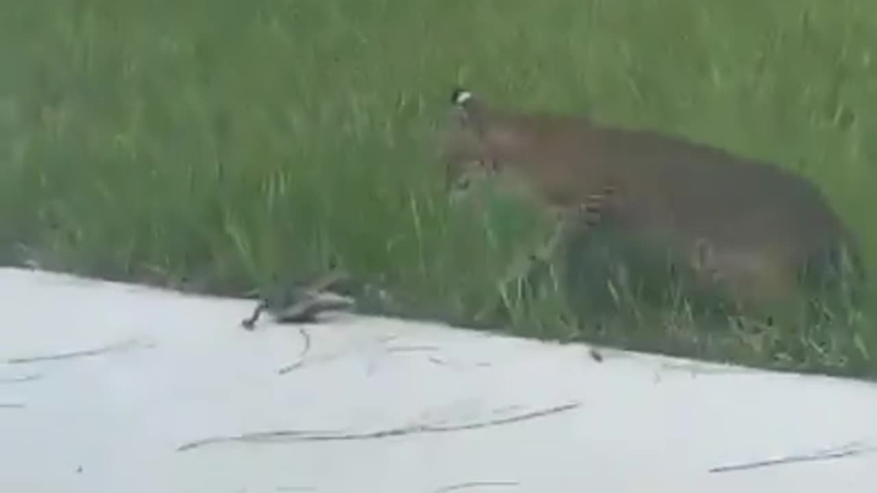 A man finds a bobcat and a baby alligator fighting in his backyard!