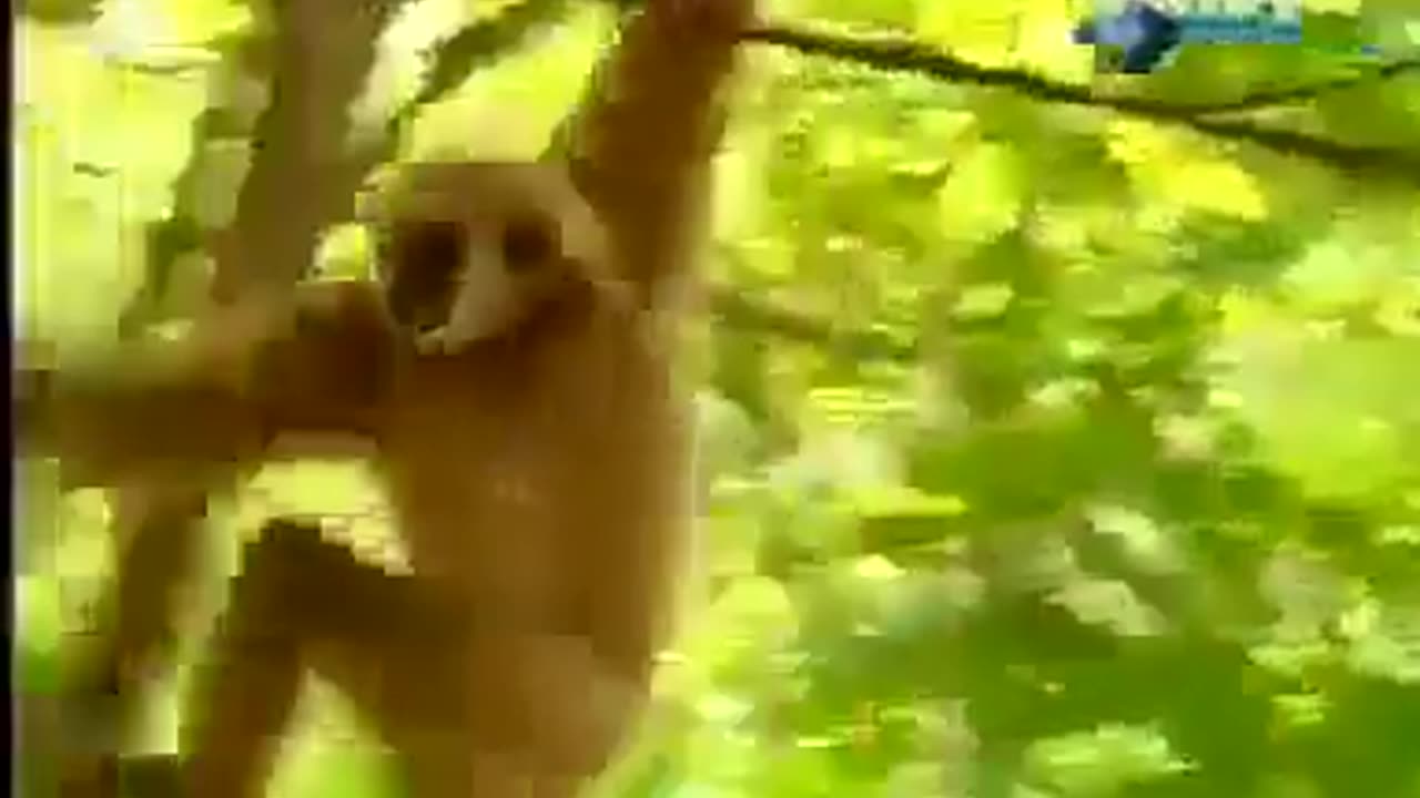 Naughty monkey