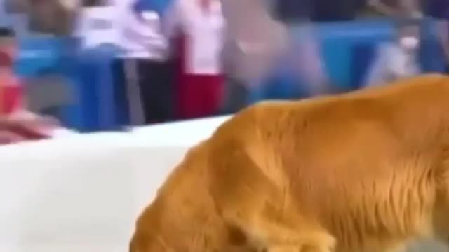 Wait for it Funniest Dog