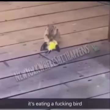 This Squirrel 🐿 eat Birds!!!🦅