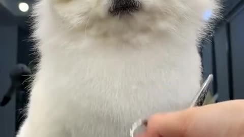 sleepy puppies getting their hair cut