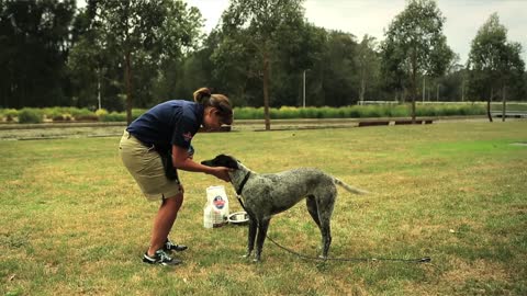 Teach your dog to ‘come’ the force-free way