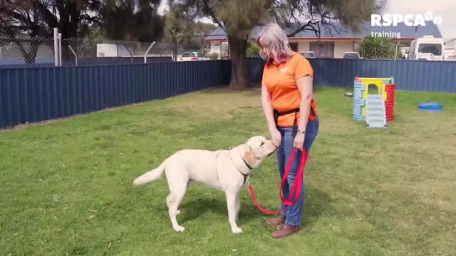 FREE DOG TRAINING SERIES – Lesson 1: how to teach your dog to sit and drop