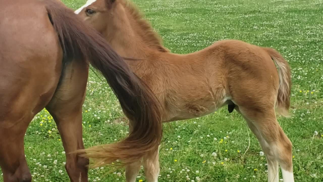 Future Kentucky Derby Winner??