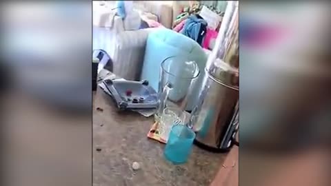 The cat broke the dishes