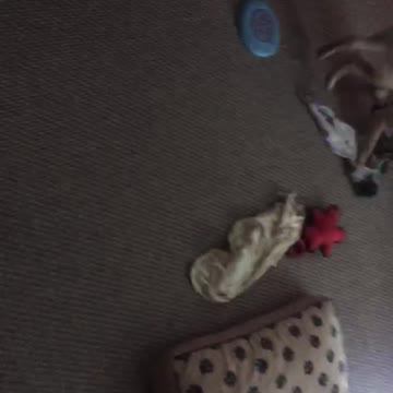 Cute puppy plays with her rope